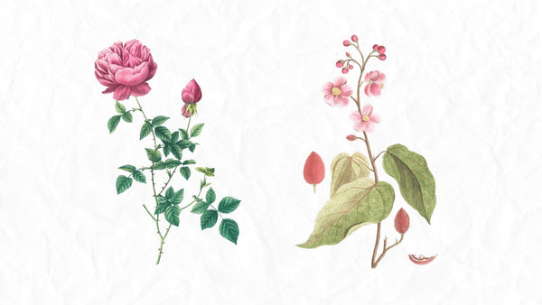 Botanical prints started as a way for scientists to record plant species.