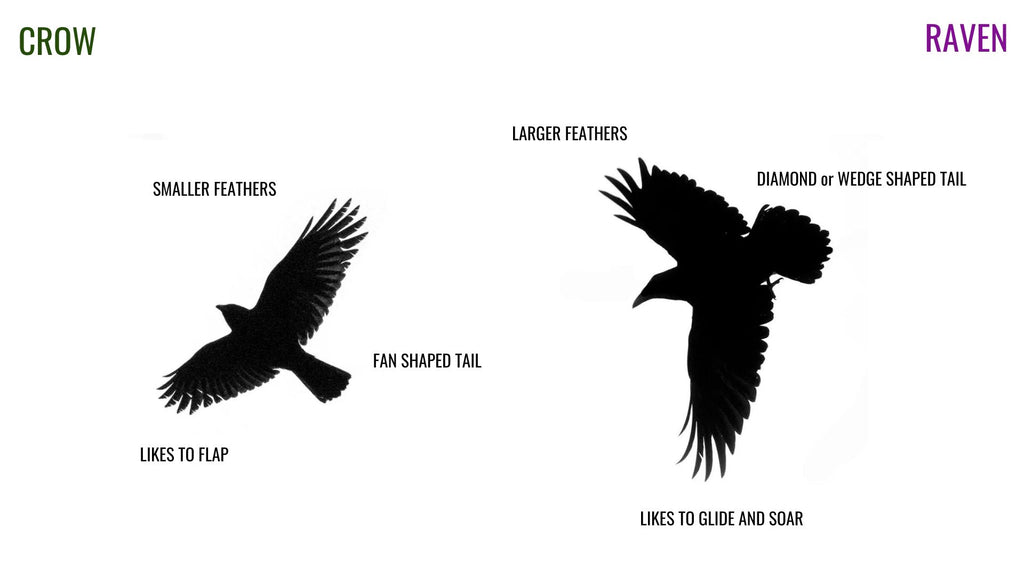 pointed wings, raven vs crow