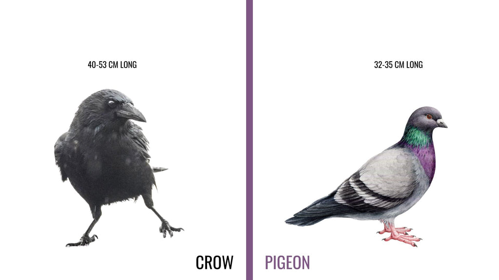 crows and ravens are in the same genus