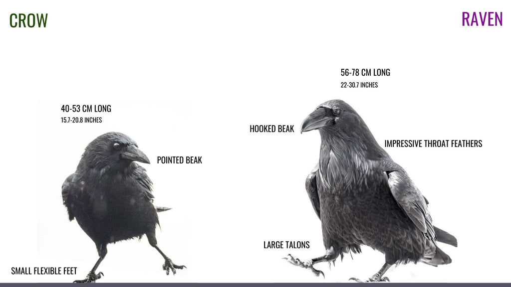 raven vs crow