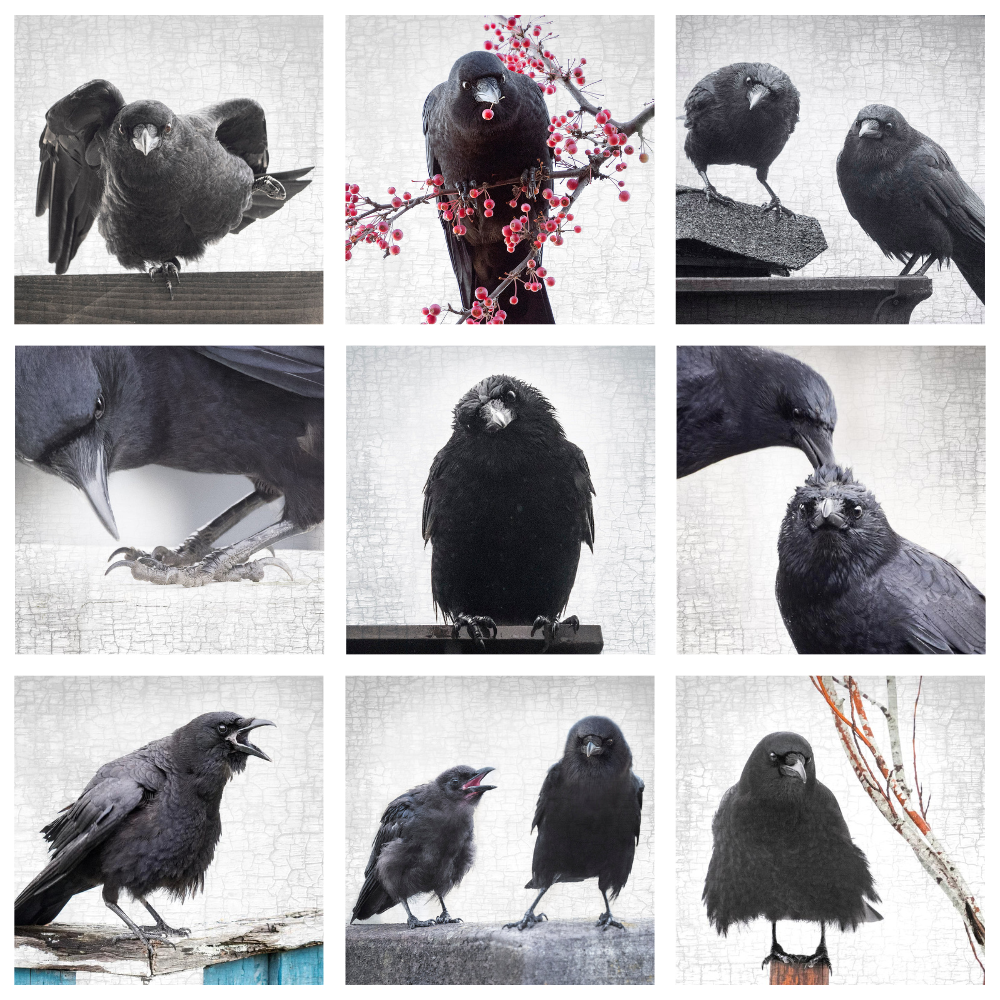 Crow_Art_-_Fine_Art_Prints_by_June_Hunter_7d3aa525-5bd7-47d6-b413-c7189e999324