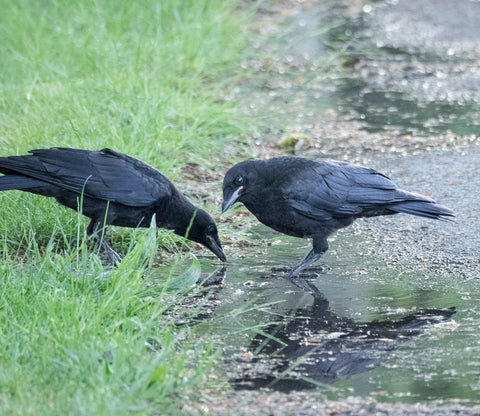 Baby crows hang out at the puddle.