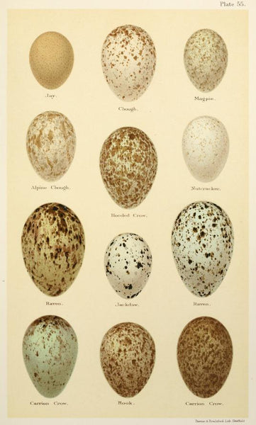 Eggs of British Birds Seebohm 1896 Plate 55 