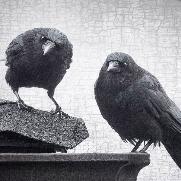 The Mystery of Crows with White Feathers