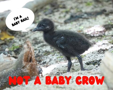 Baby Crow - Or Baby Rail?