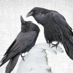 Ravens mate for life.
