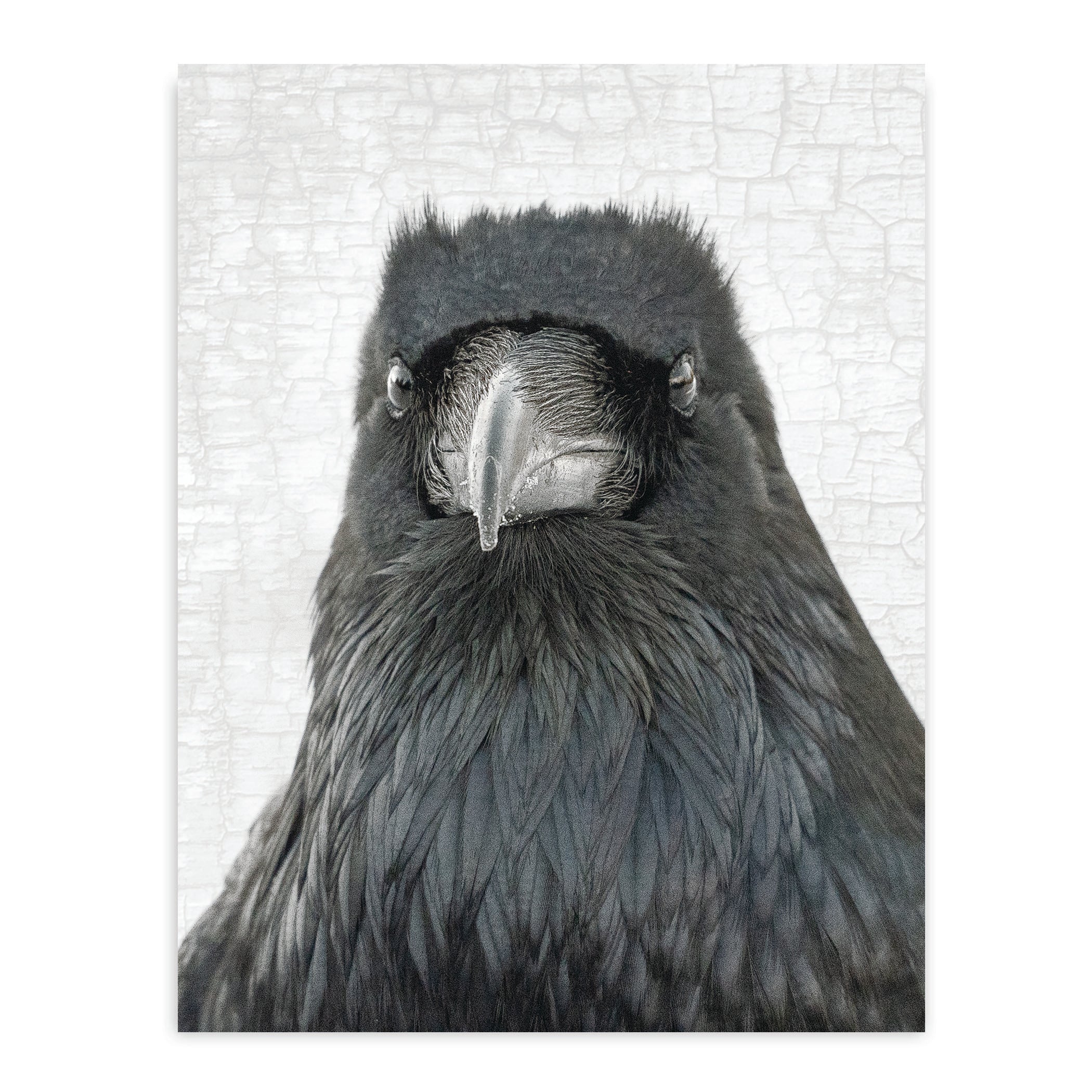 Raven_Fine_Art_Postcard_-_Tall_-_June_Hunter