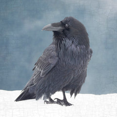 Raven in Blue Note
