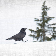 raven walking