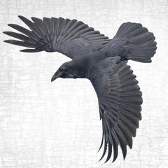 raven pointed wings