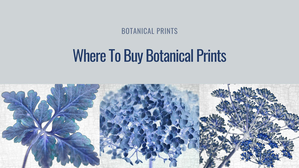 Where To Buy Botanical Prints