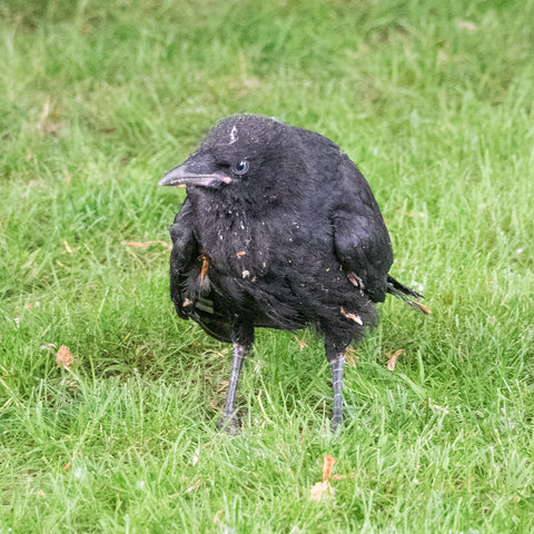 Fledgling in the Grass