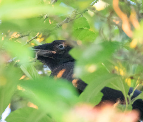 baby crow in the bushes