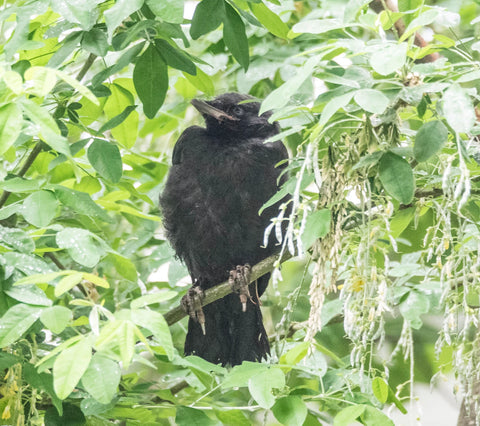 crow in a tree - fledgling