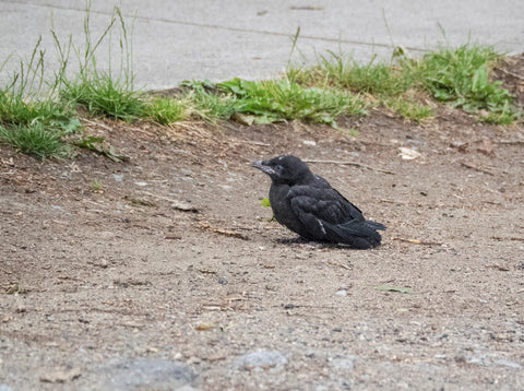 Baby crow scuttling about