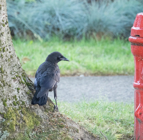 Baby crow with fire hydrant.