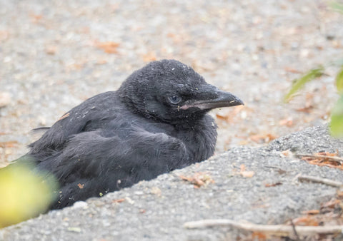 fledgling curbside