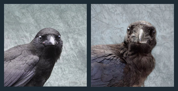 Baby raven vs baby crow