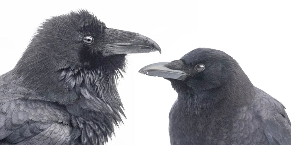 common raven, crow, raven bird