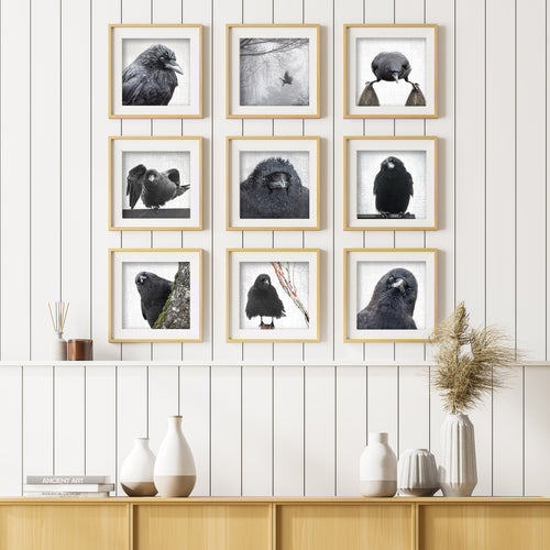 crows_9_frames_on_white_wall