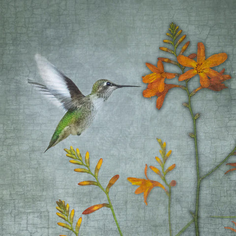 Hummingbirds live a life full of urgency and energy.
