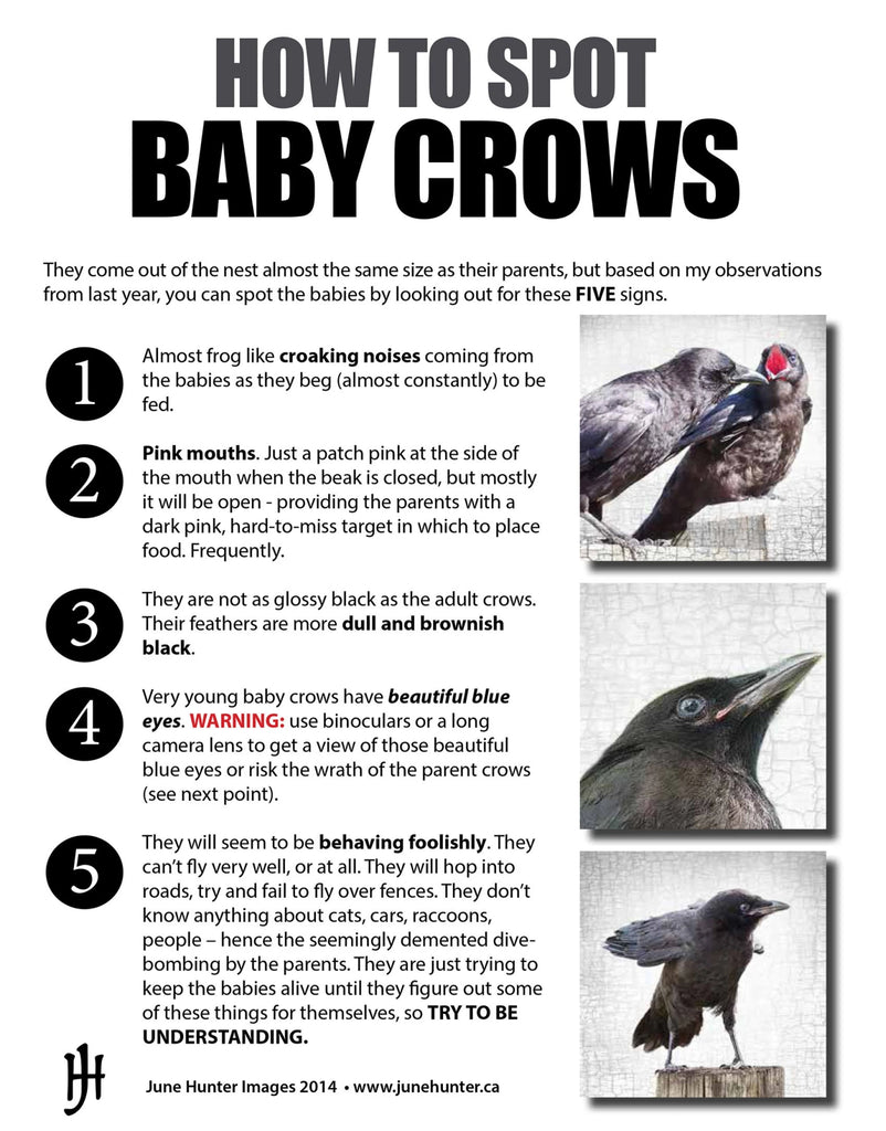 How to Spot Baby Crows