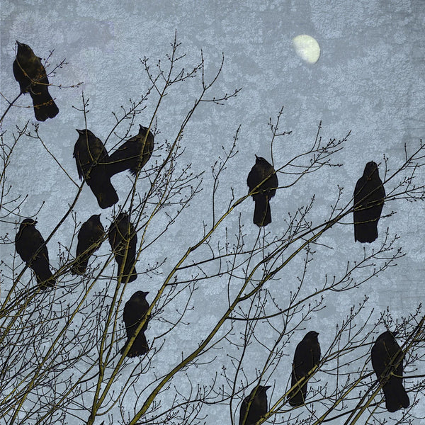 moonlight crows - still creek group of crows