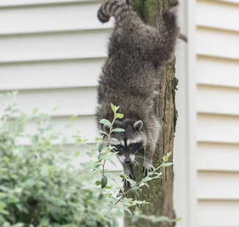 racoons like to eat hatchlings