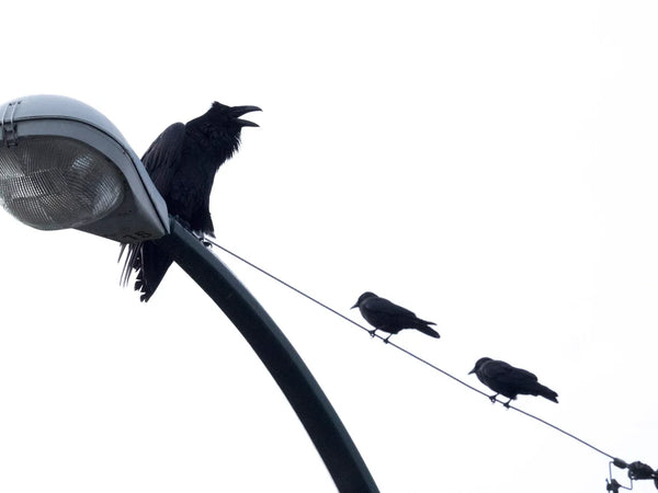 raven and two crows on a telephone line