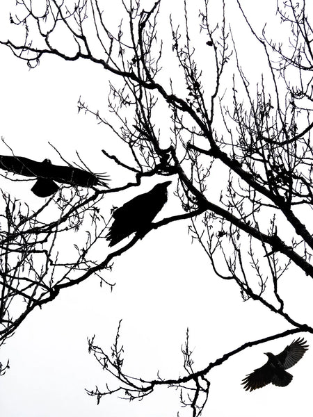 crows and ravens together