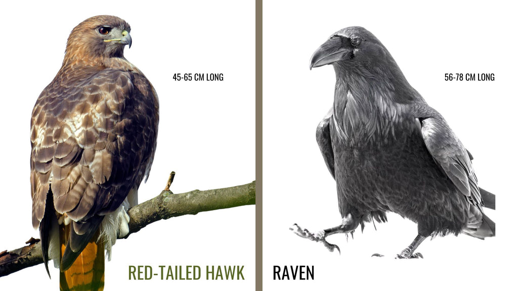 red-tailed hawks, ravens are larger birds
