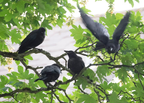Three fledgling crows and their dad, Mr. White Wing.