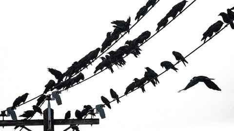 swarm of crows