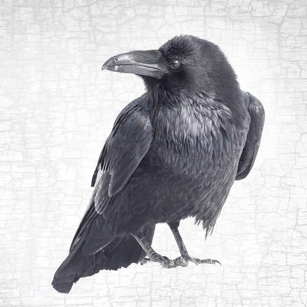 RAVEN LOOKS BACK - Fine Art Print, Raven Portrait Series