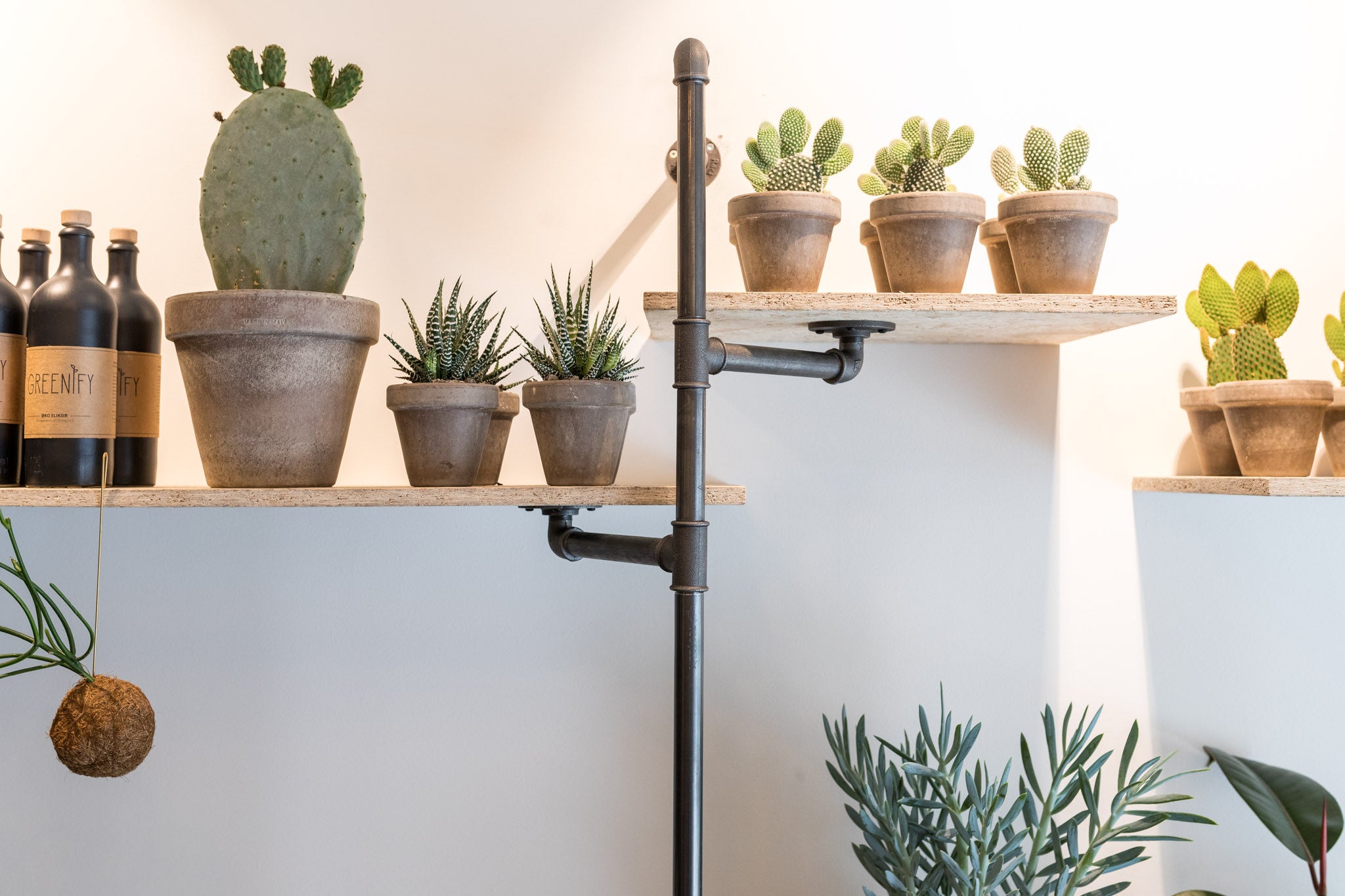 Shelves with cactuses - interior by RackBuddy - plant store in Frederiksberg