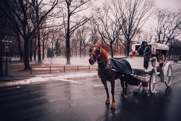 horse-drawn carriage 