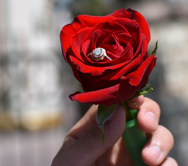 engagement ring inside a rose