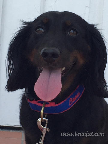 Can Your Dog Predict the Weather?