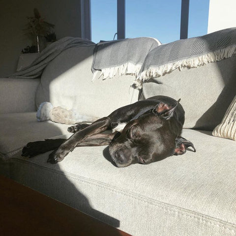 Black dog sleeping on grey couch in the sun