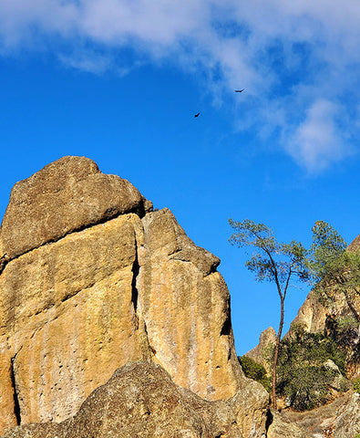 Condors flying high above at Pinnacles national park