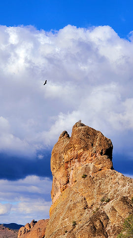 Condors flying high above at Pinnacles national park