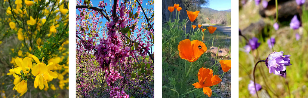 beautiful scenic colorful flowers along the sacramento river paved bike trail from pink blooms to the brilliant orange of the California poppy, redding california (5) copy