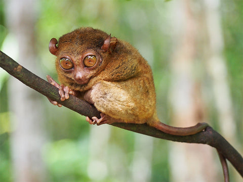 a photo of a tarsier monkey sitting on a tree branch