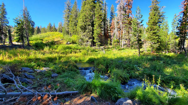 hidden beauty on the hike to paradise meadow lassen volcanic national park photo by meganaroon