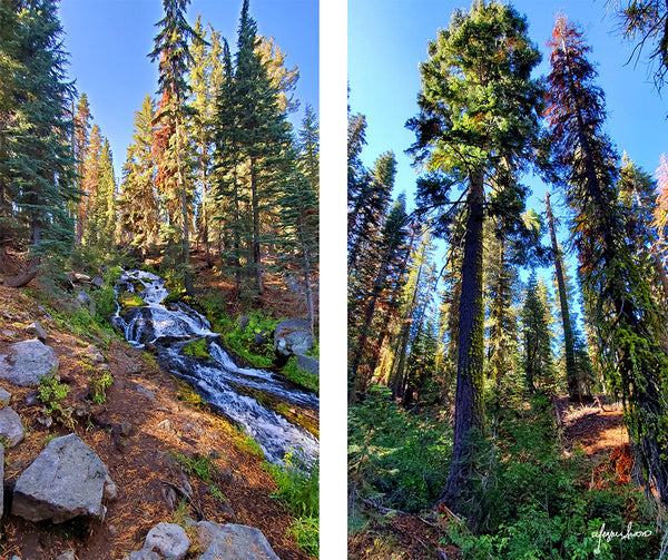 hike to paradise meadow lassen volcanic national park photos of waterfalls and towering trees by meganaroon