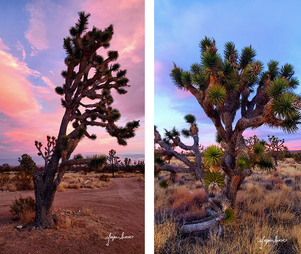 joshua tree pink blue purple sunset travel photo by artist blogger MeganAroon copy