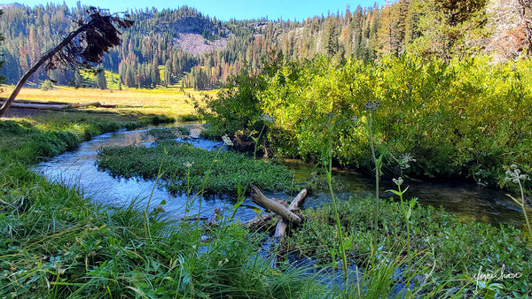 paradise meadow photograph at lassen volcanic national park by meganaroon