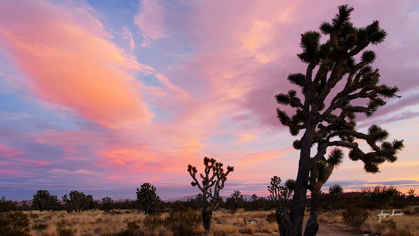 sunset amongst the joshua trees at el dorado wagon trail in the wee thump recreation area (1)