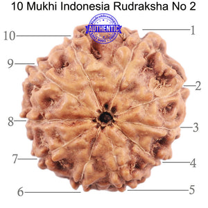 10 Mukhi Rudraksha from Indonesia - Bead No. 2