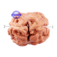 Load image into Gallery viewer, 2 Mukhi Rudraksha from Indonesia - Bead No. 113
